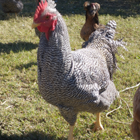 Gallo Amrock