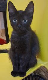 Gattini don sphynx e loro mix