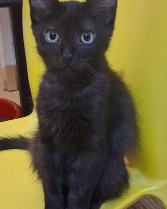 Gattini don sphynx e loro mix