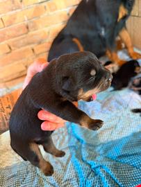 Cuccioli rottwailer