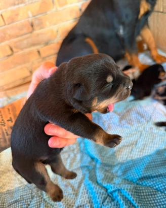 Cuccioli rottwailer