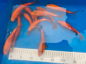 Carpe koi