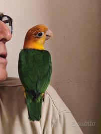 Caicco testa gialla