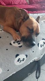 Cagnolino