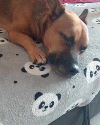 Cagnolino