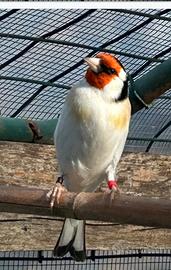 Cardellino major agata