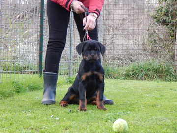 Rottweiler cucciolo