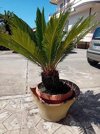 pianta Cycas