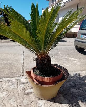 pianta Cycas
