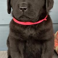 Cuccioli labrador neri