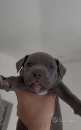 Pitbull altissima genealogia