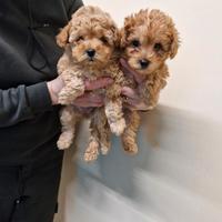 Barboncine toy Albicocca