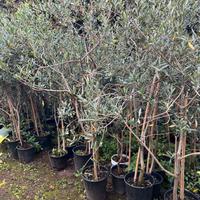 Piante di ulivo varie dimensioni