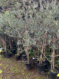 Piante di ulivo varie dimensioni