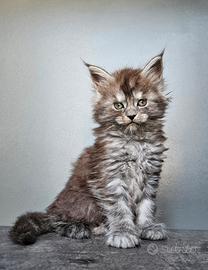 Cucciole Maine Coon pedigree ANFI