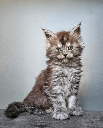 Cucciole Maine Coon pedigree ANFI