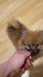 Spitz di Pomerania toy