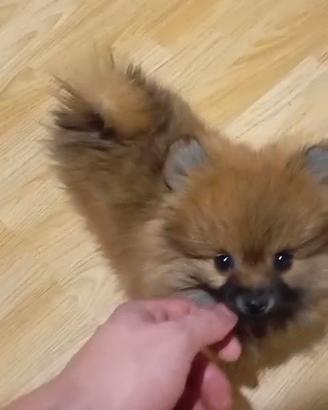 Spitz di Pomerania toy