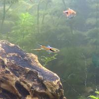 Guppy Endler Maschi e femmina