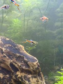 Guppy Endler Maschi e femmina