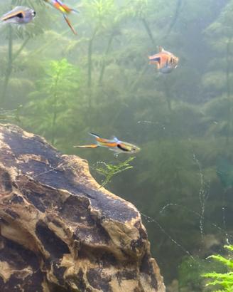 Guppy Endler Maschi e femmina