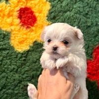 Cucciolo di razza Maltese con Pedigree Enci
