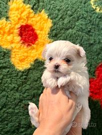 Cucciolo di razza Maltese con Pedigree Enci