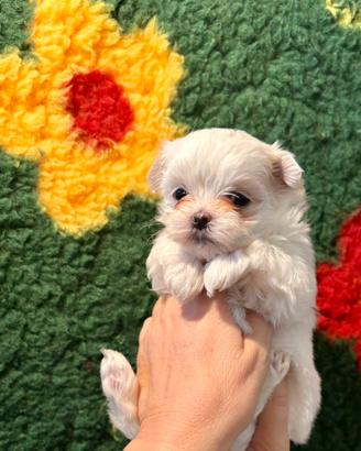 Cucciolo di razza Maltese con Pedigree Enci