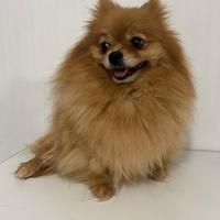 DOLCISSIMA volpino pomerania Femmina PEDIGREE
