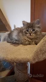 Cucciolo siberiano