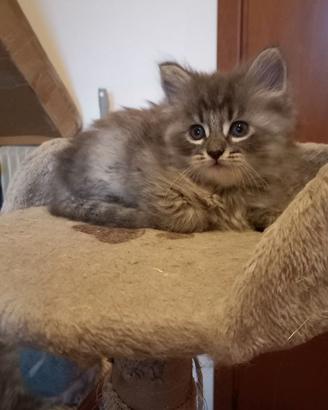 Cucciolo siberiano
