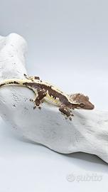 Axanthic lw