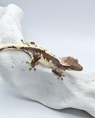 Axanthic lw