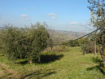 7000 mq terreno agricolo con 50 piante d'olivo