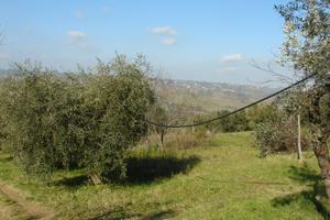 7000 mq terreno agricolo con 50 piante d'olivo