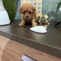 Barboncini Toy e mini toy