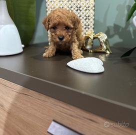 Barboncini Toy e mini toy