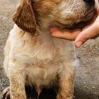 Disponibili cuccioli di epagneul Breton