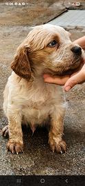 Disponibili cuccioli di epagneul Breton