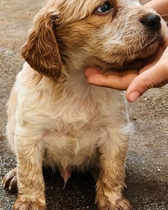 Disponibili cuccioli di epagneul Breton