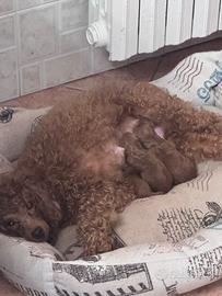 Cuccioli di barboncino toy red