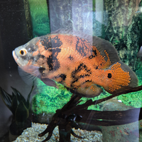 Pesce Oscar