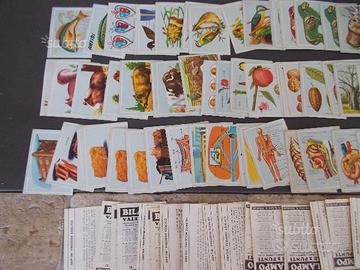 Figurine VITA E COLORE della LAMPO scuola