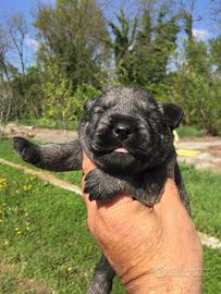Cuccioli schnauzer medi sale e pepe