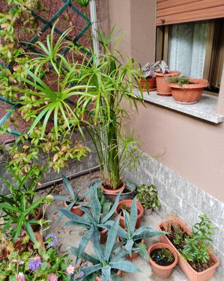 PAPIRO