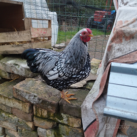 Gallo wianddotte nano