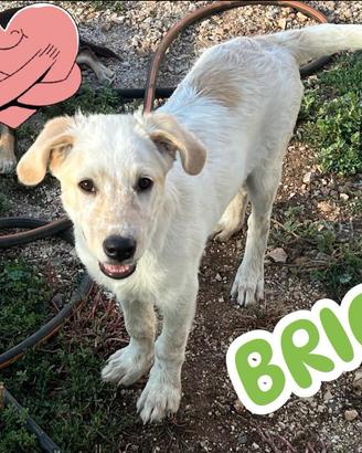 Brio cucciolo giocherellone 3mesi M taglia media+