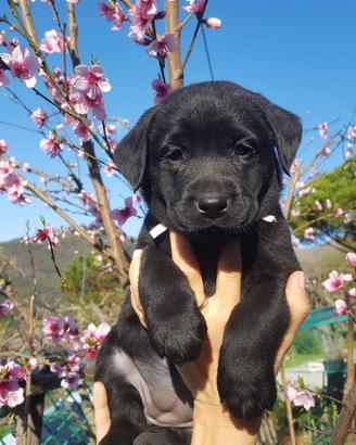 Cuccioli di Labrador