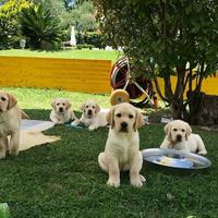 Cuccioli Labrador miele con pedigree