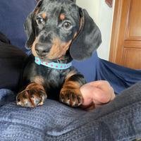 Cucciolo di bassotto